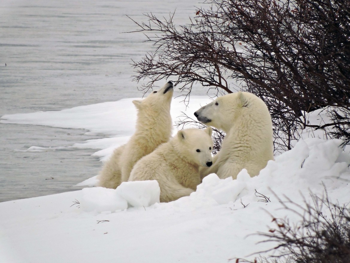 Polar Bear, Churchhill, Canada, Canada
