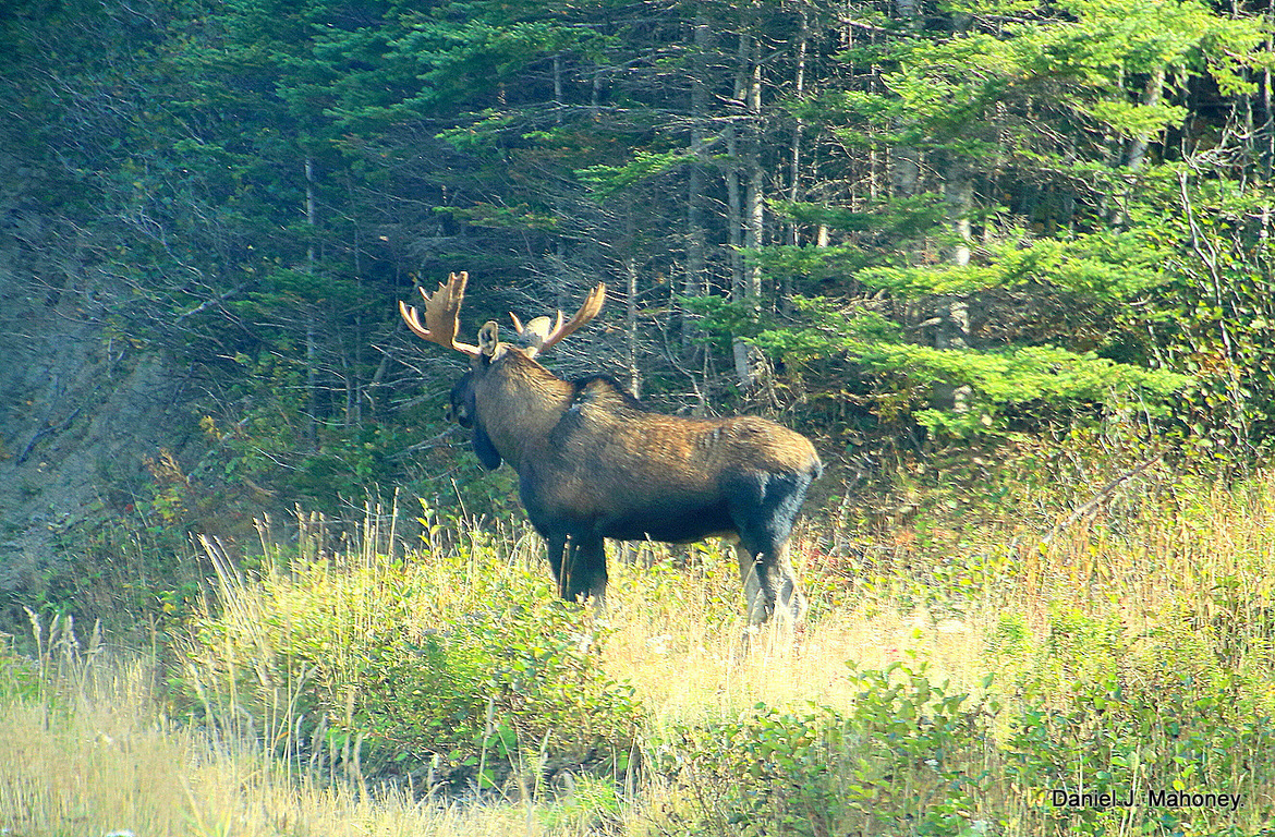 Bull Moose, Great Northern Peninsula Newfoundland., Canada