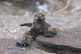 Grid marine iguana