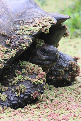 Grid tortoise