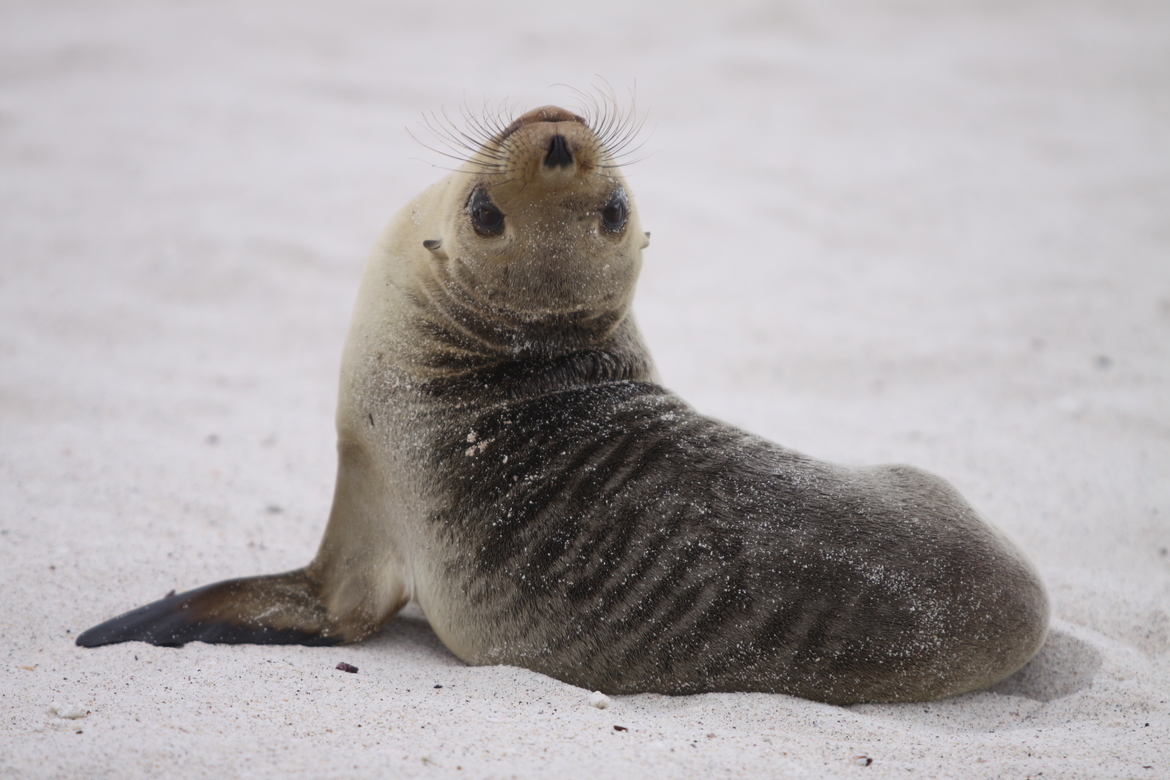 Galapagos Seal, Galapagos Islands, Ecuador