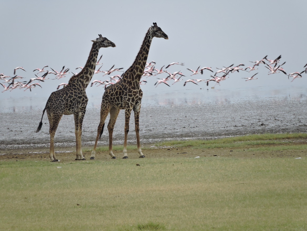 Gifaffes and Flamingos, Lake Manyara, Tanzania, United Republic of