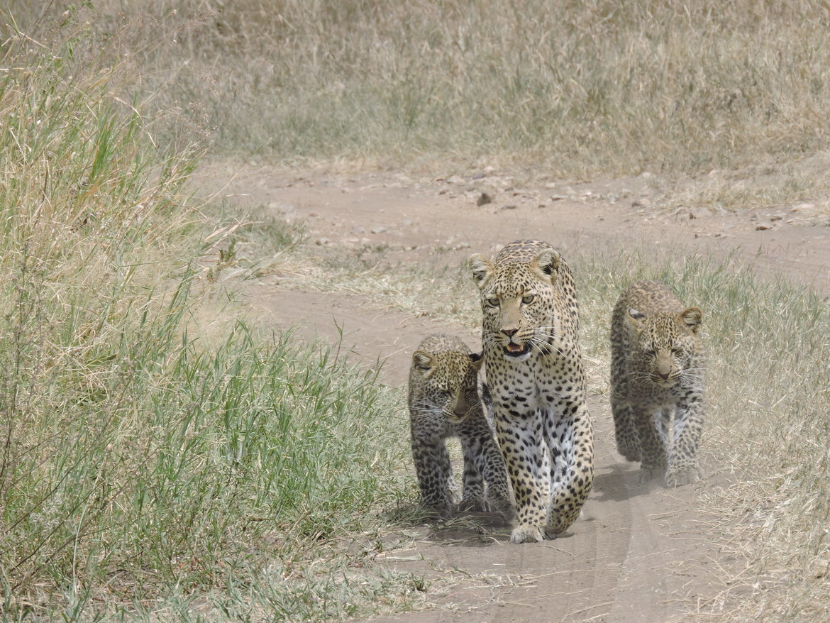 Leopards, Serengerit, Tanzania, United Republic of