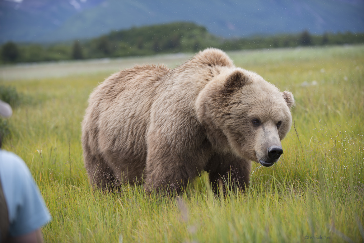 Ursus arctos horribilis or Coastal Brown Bear (I choose to forget the horribilis part), Katma National Park, USA
