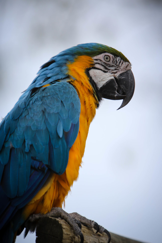 Blue Wing Macaw, Metro Virginia Region, United States of America