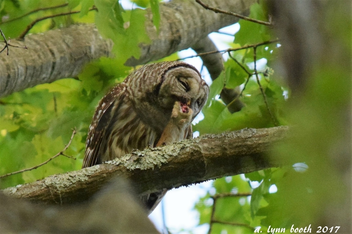 Barred Owl, New England, United States of America