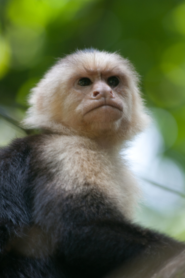 White-faced Capuchin Monkey, Parque Nacional Manual Antonio, Costa Rica