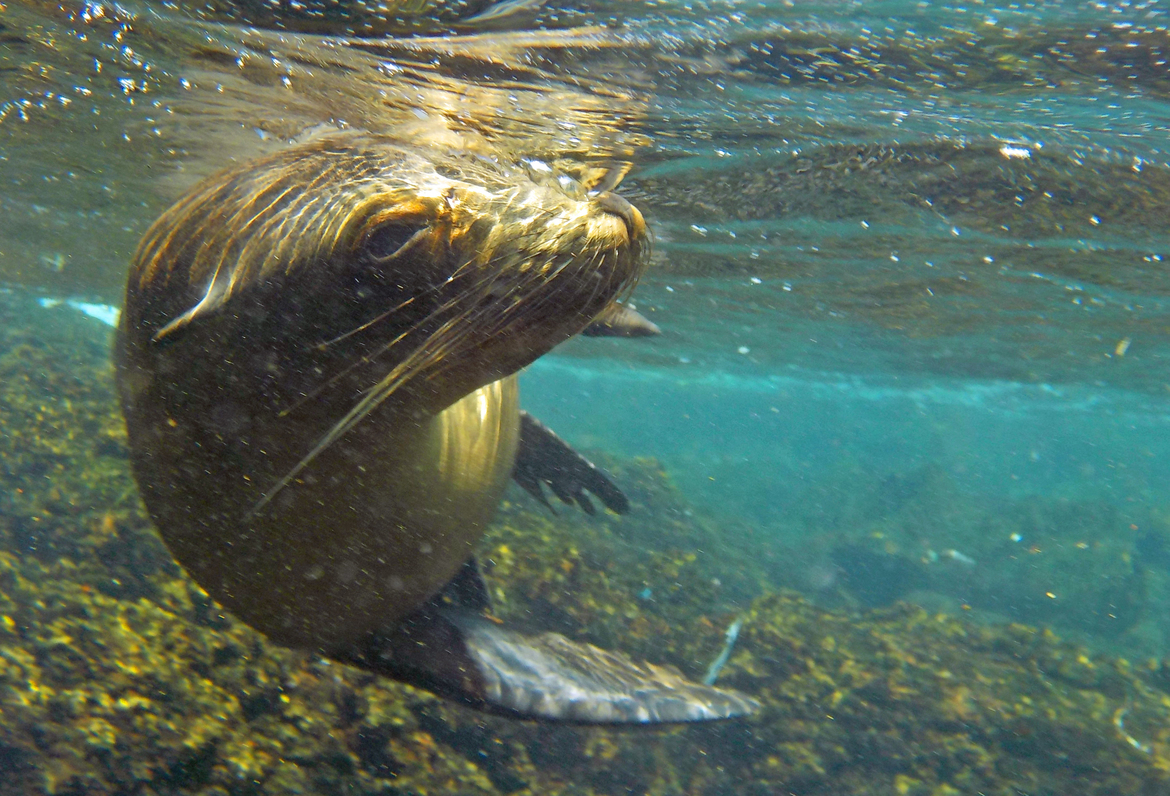 Sea lion, Isla Sombrero Chino, Ecuador