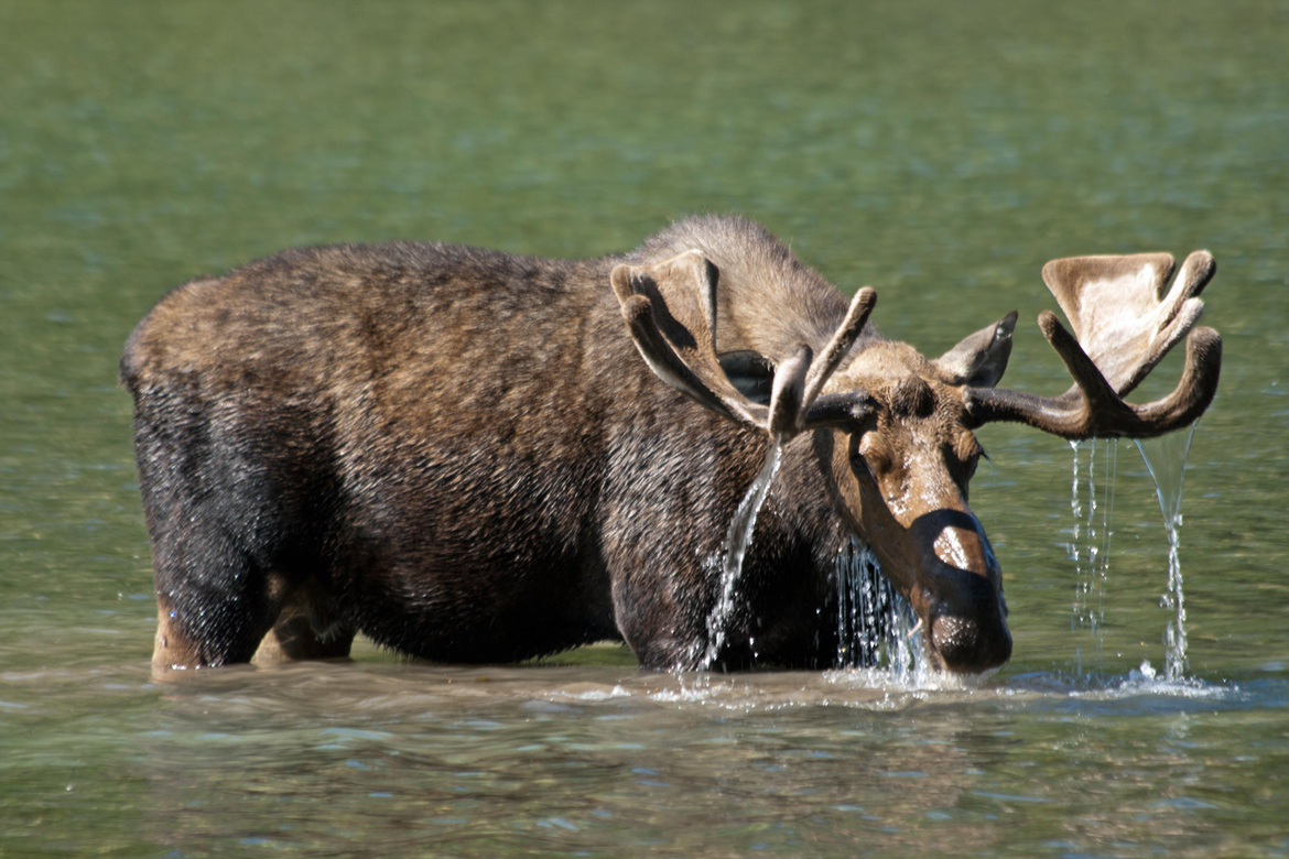 Shiras (?) Moose, Glacier National Park, United States of America