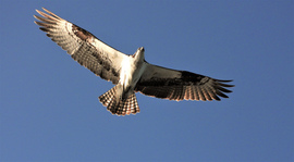 Grid birds osprey flying martin