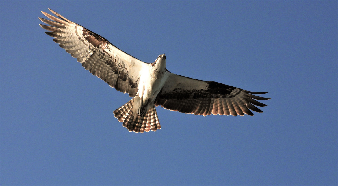 Osprey, Baja California, Mexico, Mexico