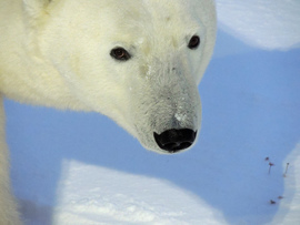 Grid mammals polar bear bright eyes martin