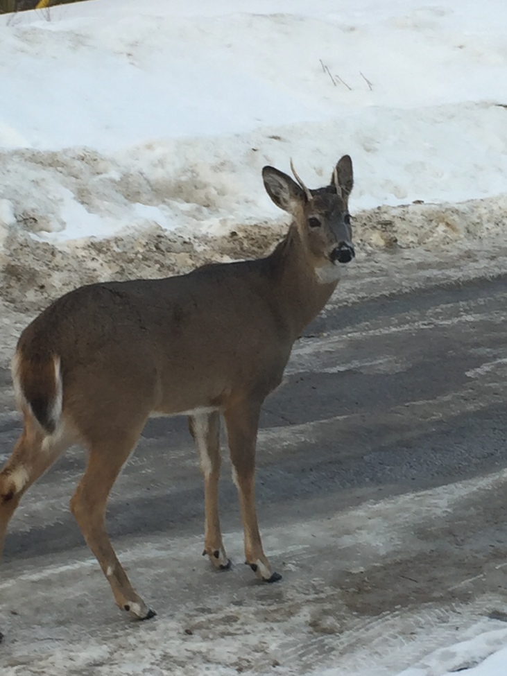 Deer , Kenora ON, Canada