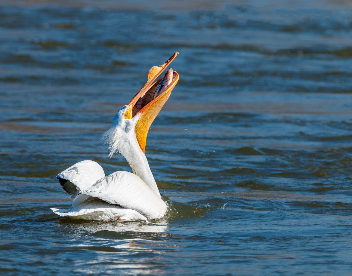 American White Pelican, Dam at Lake Red Rock, Des Moines, IA, United States of America