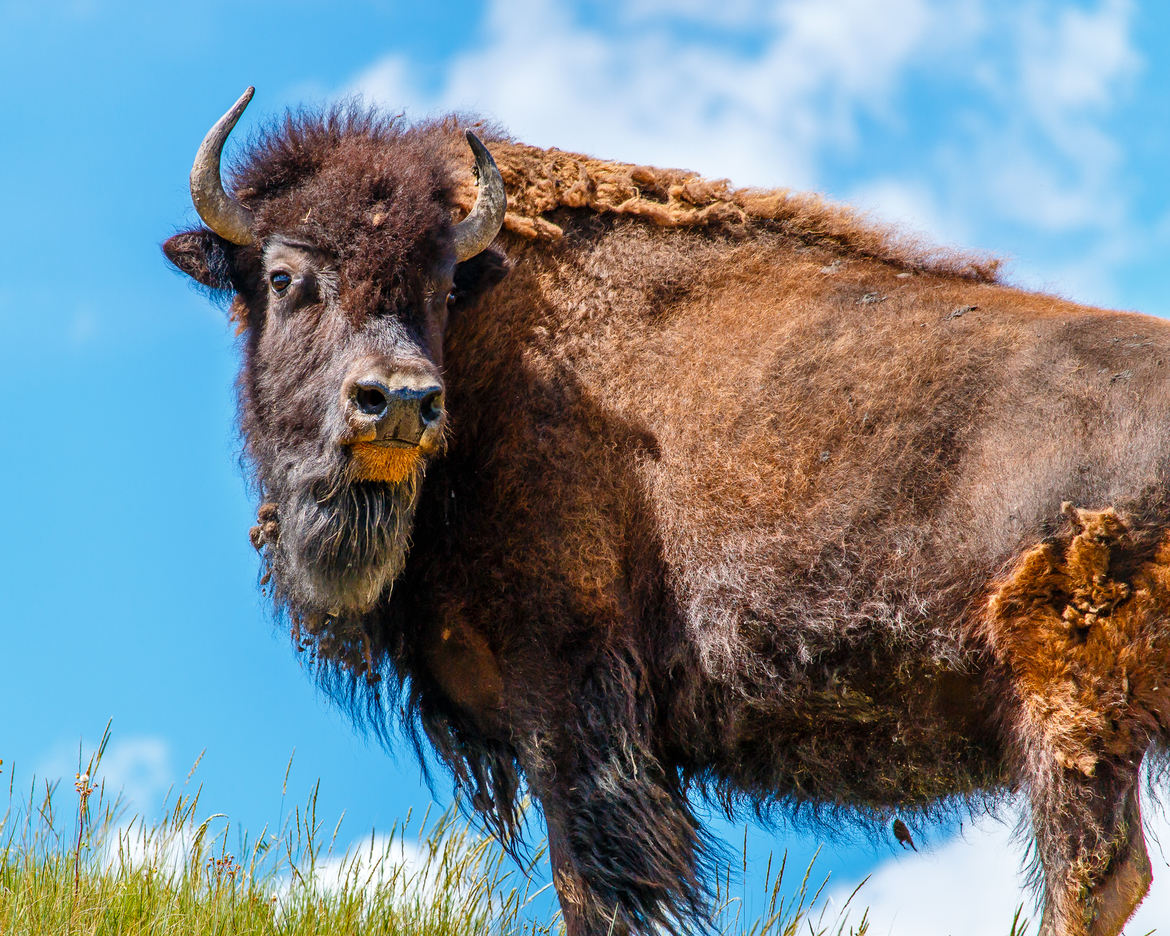 Bison, Theodore Roosevelt National Park, United States of America