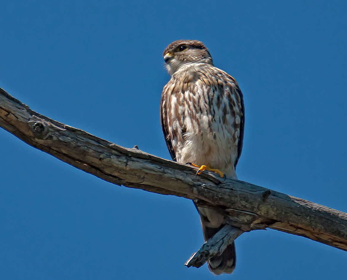 Coopers Hawk, Lake Temagami, Canada