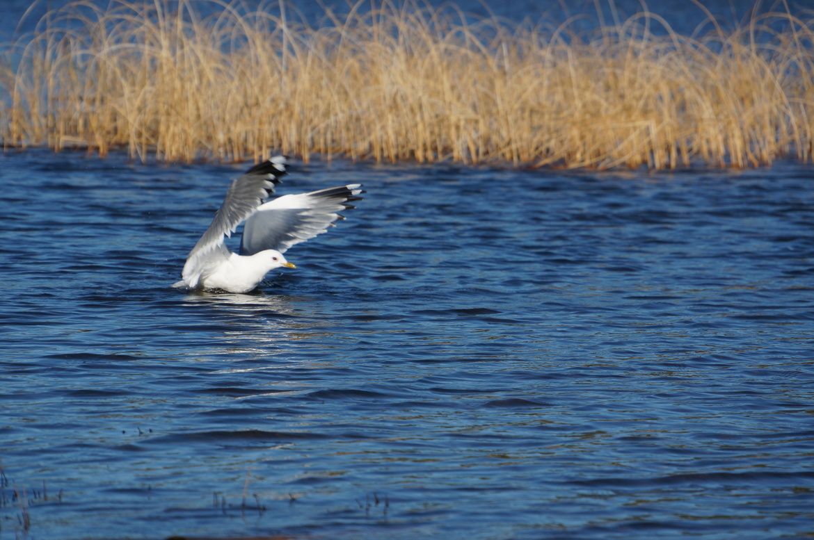 Mew Gull, First Wye Lake, Canada