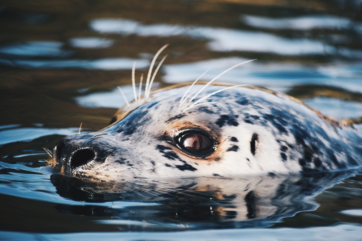 Harbor Seal, San Juan Islands, United States of America