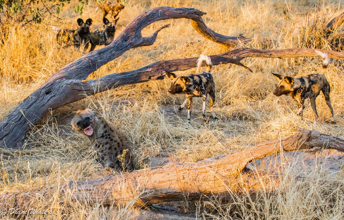 African Wild Dogs and a Hyena, Gomoti Region, Botswana