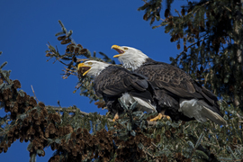 Grid eagle pair