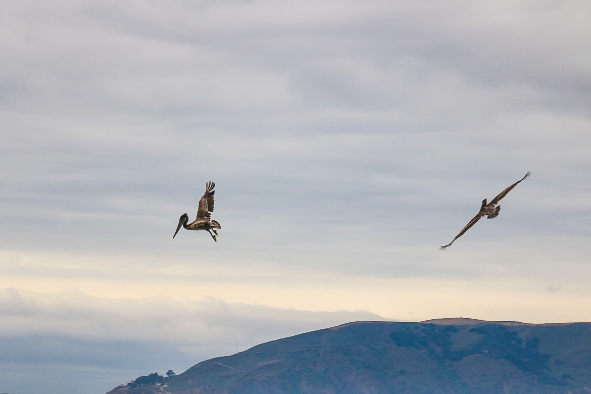 Pelican, Pismo Beach, United States of America