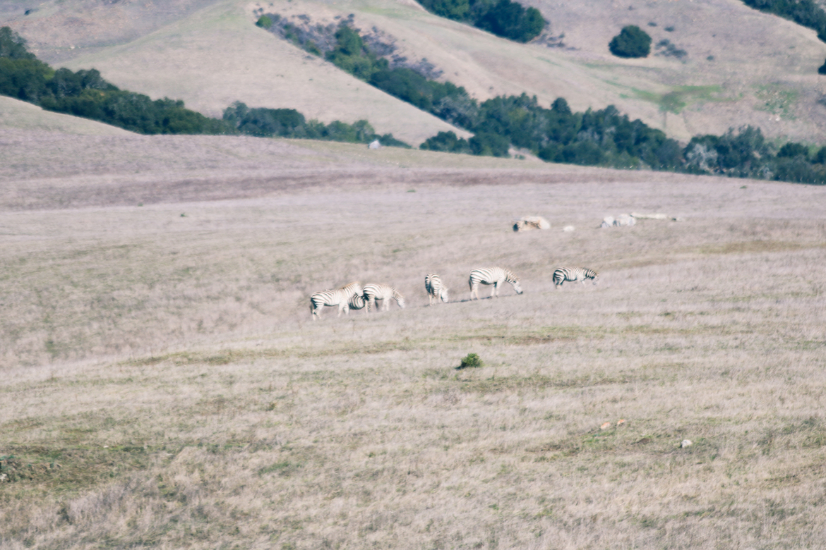 Zebra, Hearst Ranch, United States of America