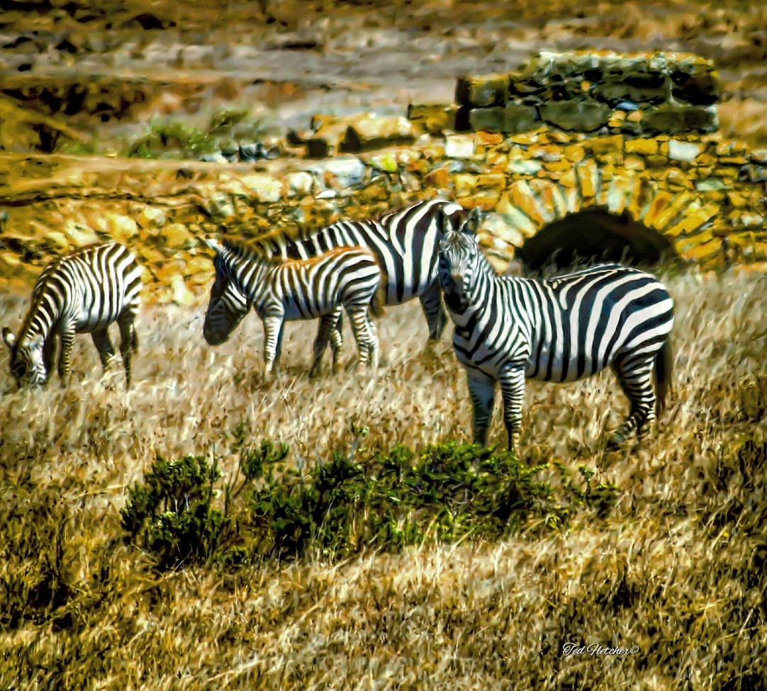 Zebra, Hearst Ranch, United States of America