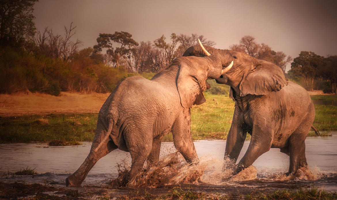 African Elephant, Khwai River, Okavango Delta, Botswana