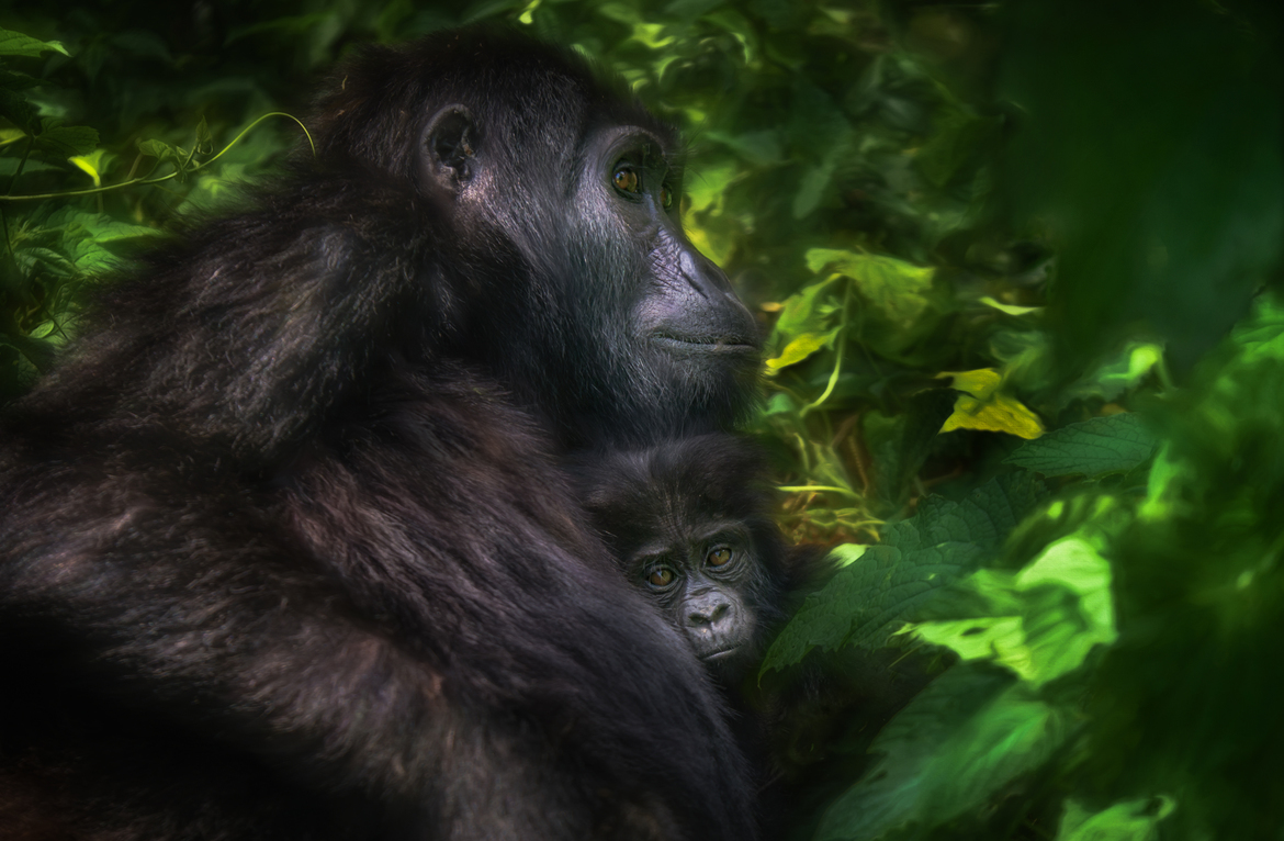 Mountain Gorilla, Bwindi Impenetrable National Park, Uganda