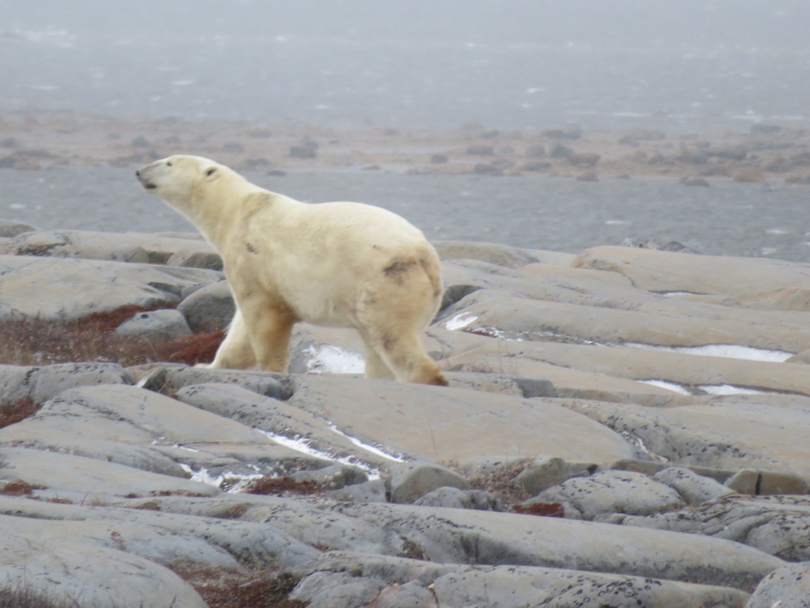 Polar bear , Churchill, Canada