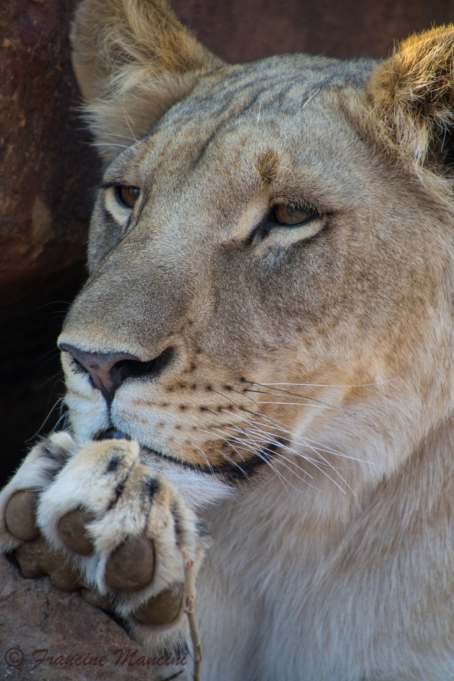 Lion, South Africa , South Africa