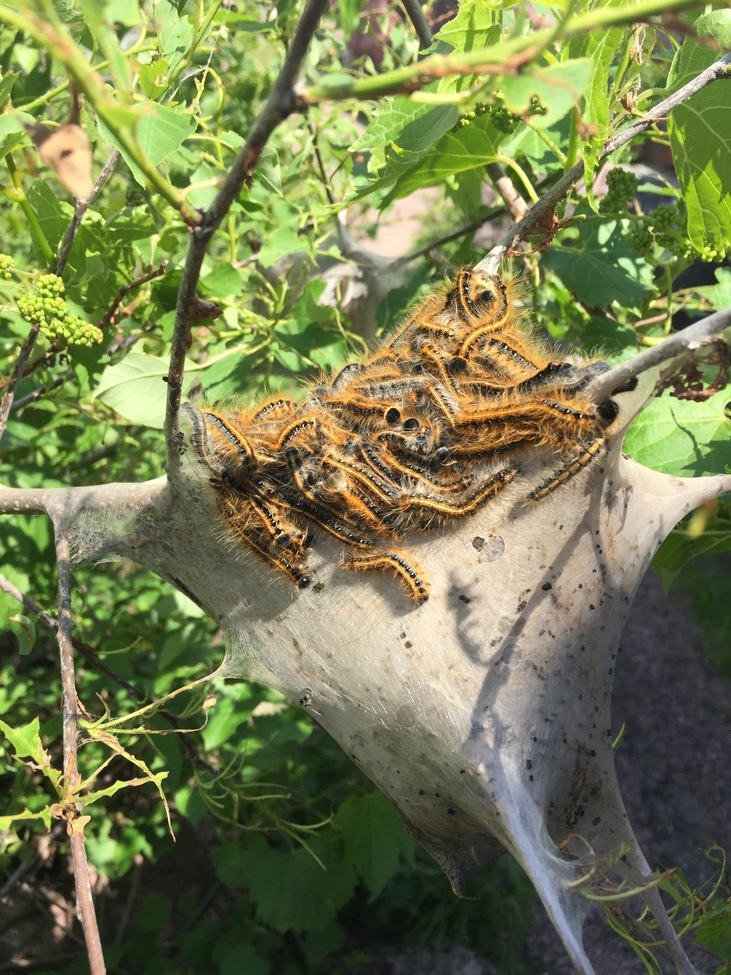 Eastern Tent Caterpillar , Pipestone National Park , United States of America