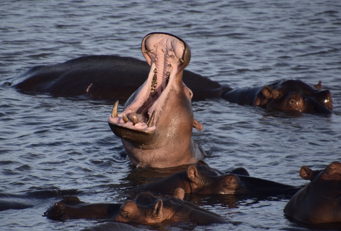 Hippo, Kruger, South Africa