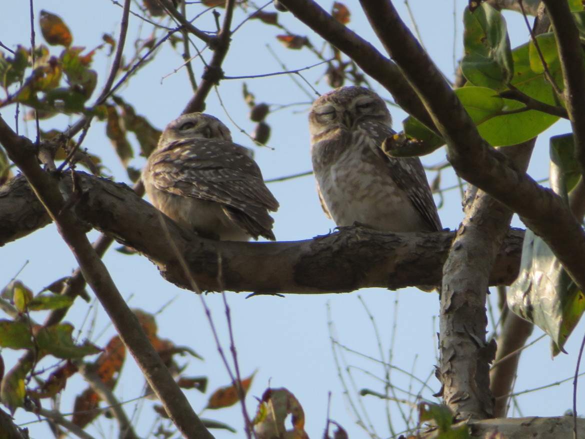 Spotted owlet, Corbett, India