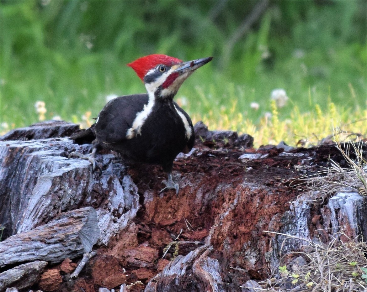 Pileated Woodpecker, Eagle Creek Park, Indianapolis, IN, United States of America