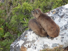 Grid dassie3