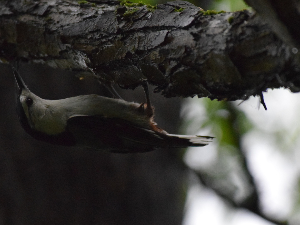 White-Breasted Nuthatch on Black Cherry Tree, Eagle Creek Park, Indianapolis, IN, United States of America
