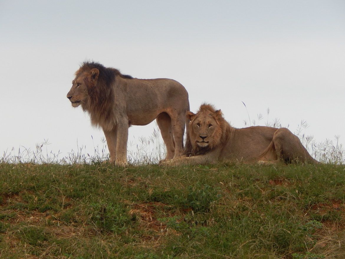 Lion Leo panthera, Madekwe Private Game Preserve, South Africa