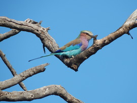 Grid lilac breasted roller 2