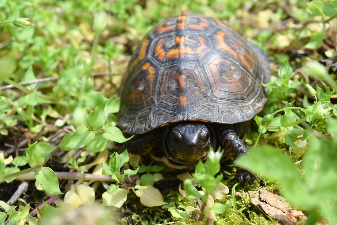 Eastern Box Turtle, Mary Gray Bird Sanctuary, Connersville, IN, United States of America
