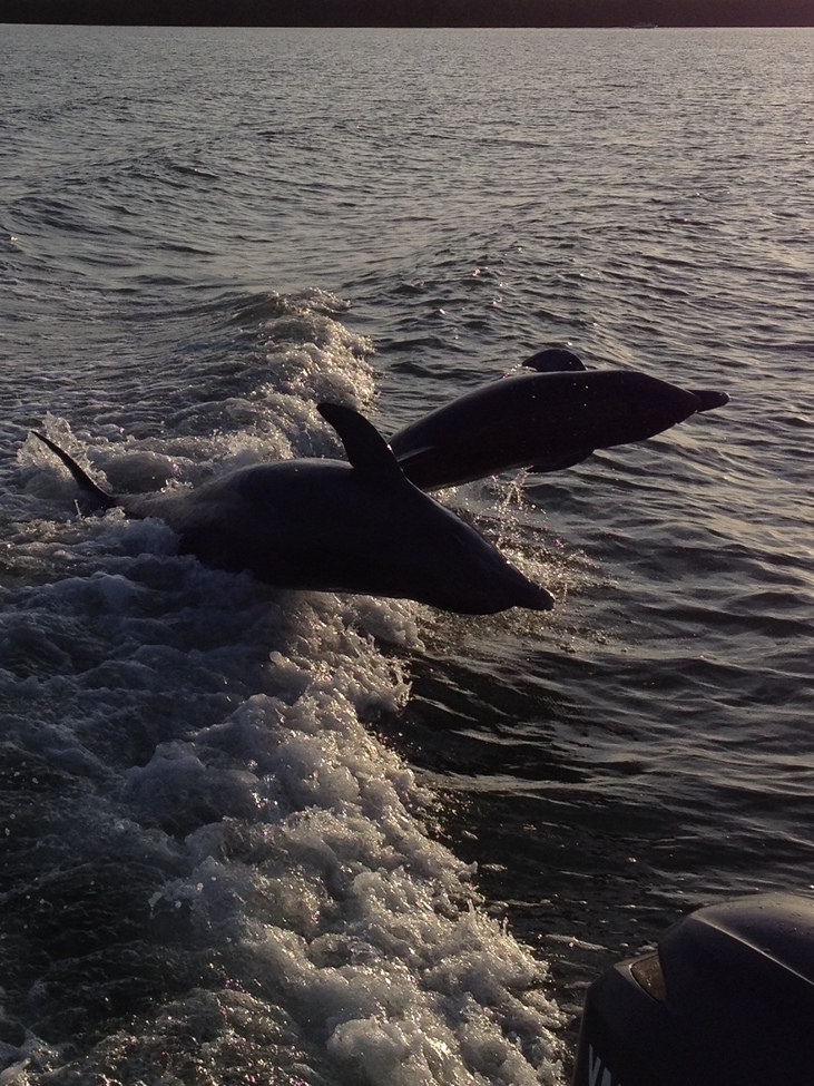 Dolphin, Gulf of Mexico, United States of America