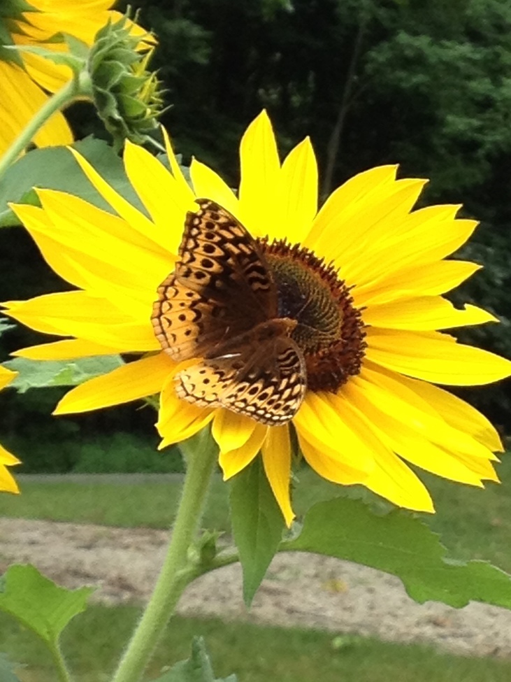 butterfly, South West Michigan, United States of America