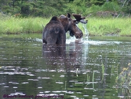 Grid moose algonquin4