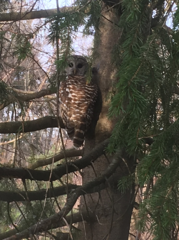 Barred owl, My back yard cortlandt manor ny, United States of America