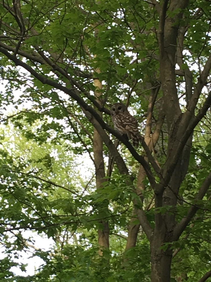 Barred owl, My yard cortlandt manor ny, United States of America