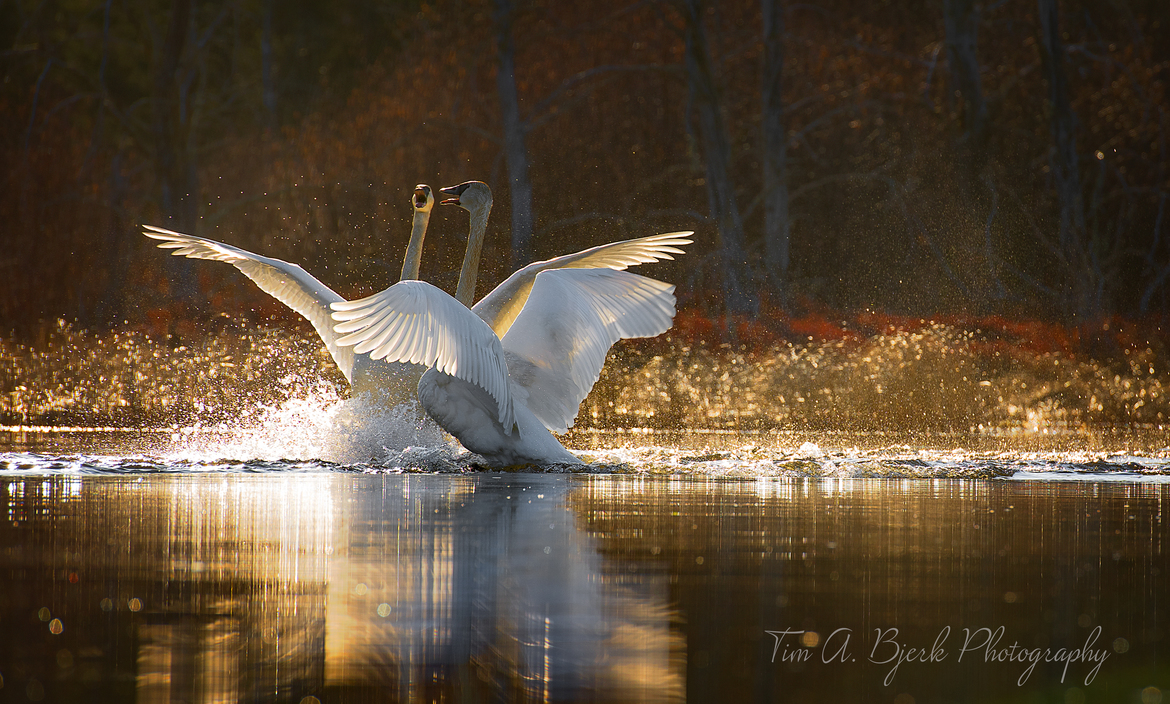 Trumpeter Swan, Beltrami Island State Forest, United States of America