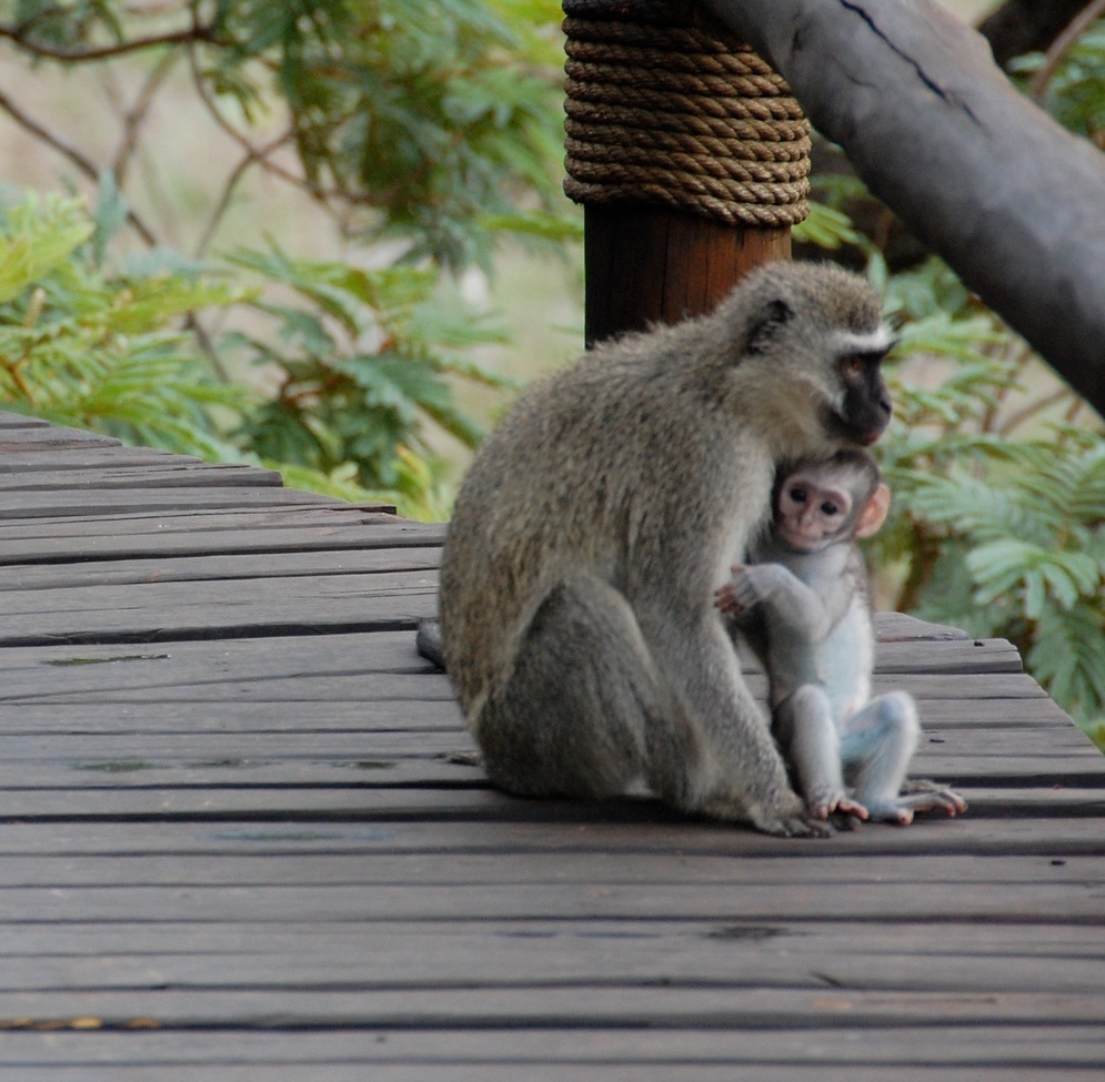 Monkey, Ulusaba, Sabi Sand Game Reserve, South Africa