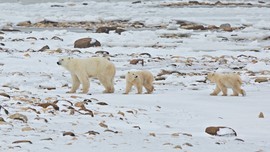 Grid polar bear 2