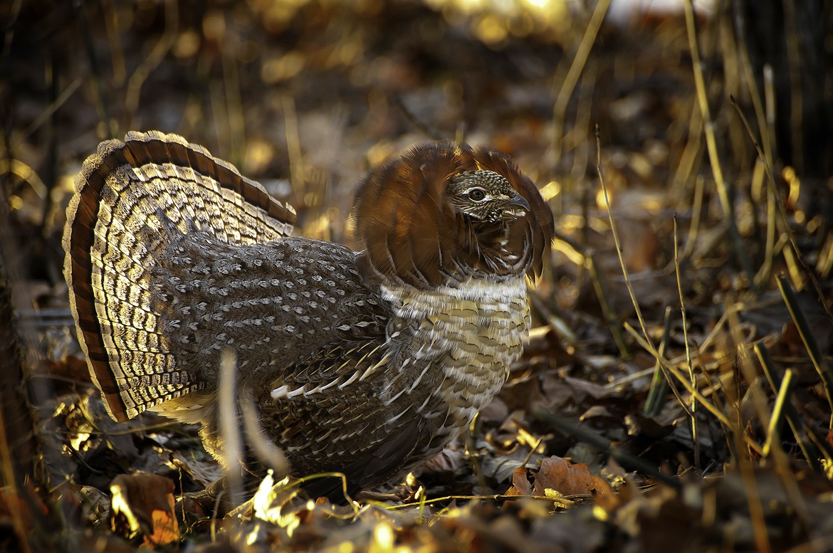 Ruffed Grouse, Northern Minnesota, United States of America