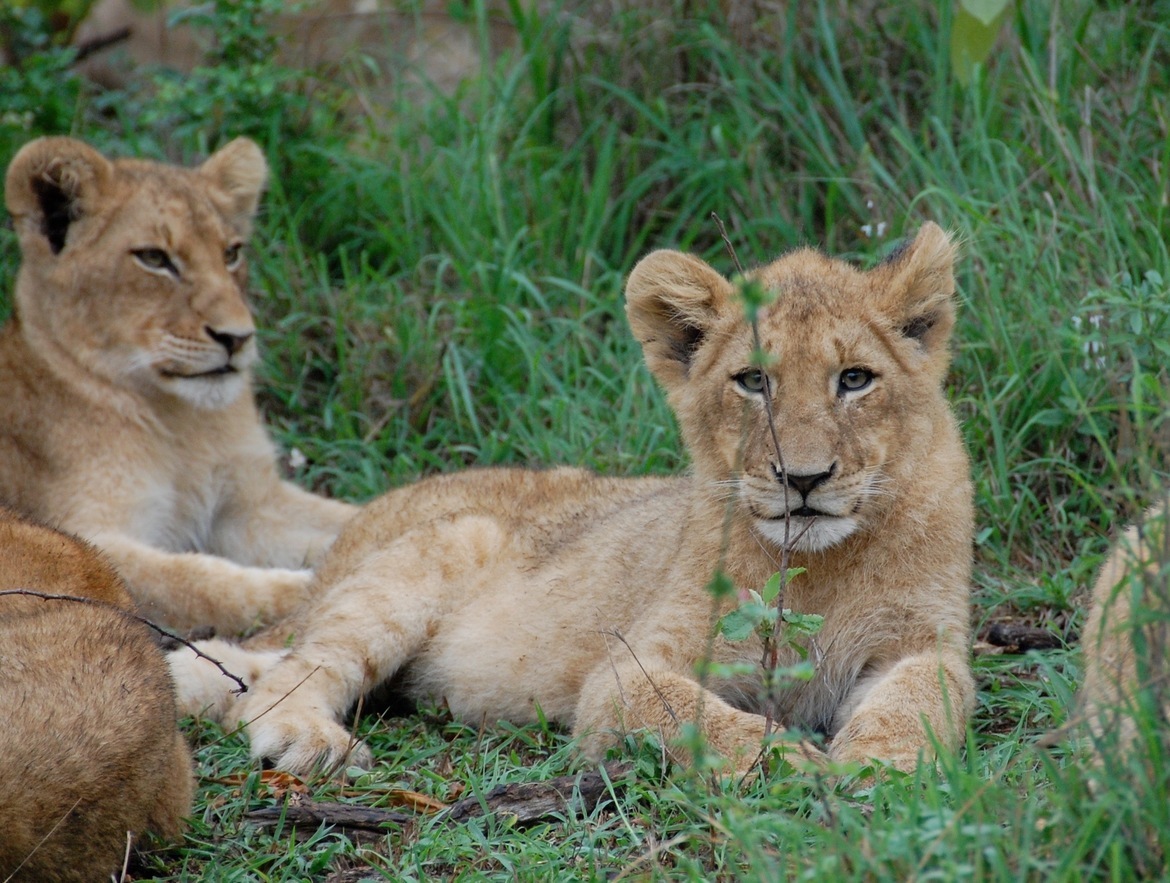 African Lion, Ulusaba, Kruger National Park, South Africa